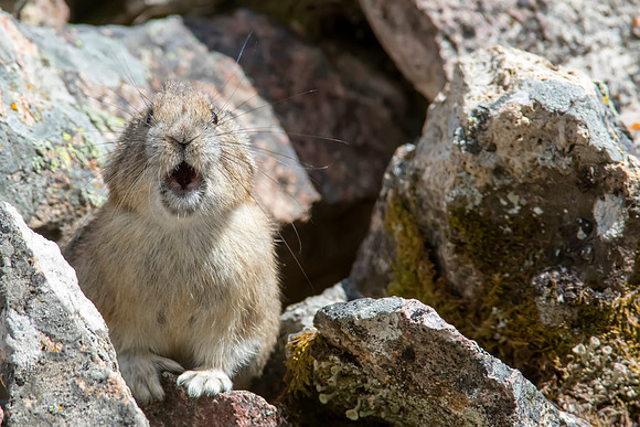 American Pika calling out - Hell's Roaring Trailhead - Yellowstone National Park