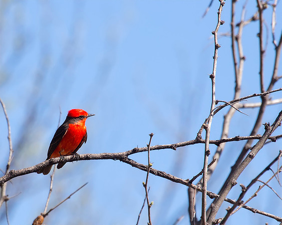 Vermilion Flycatcher - Arizona