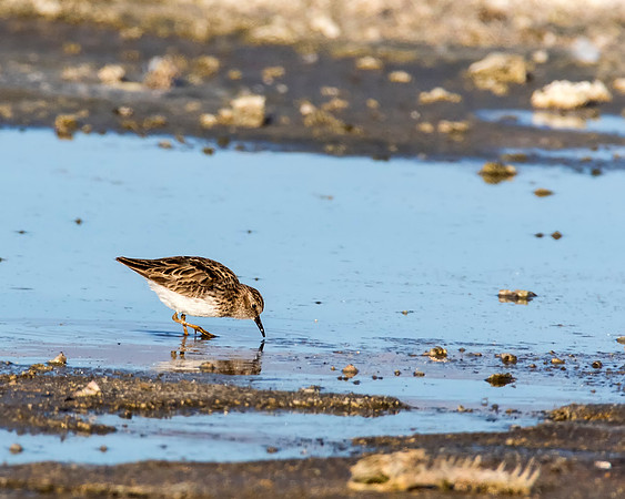 Least Sandpiper looking for dinner