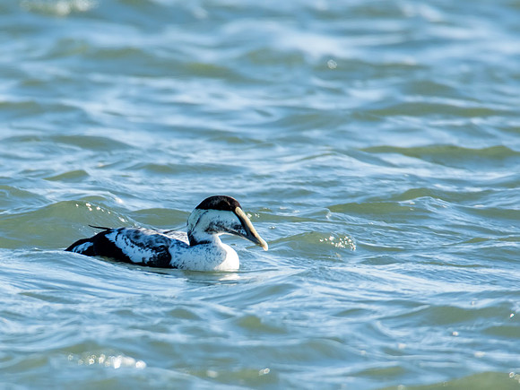 Common Eider - Barnegat Lighthouse State Park