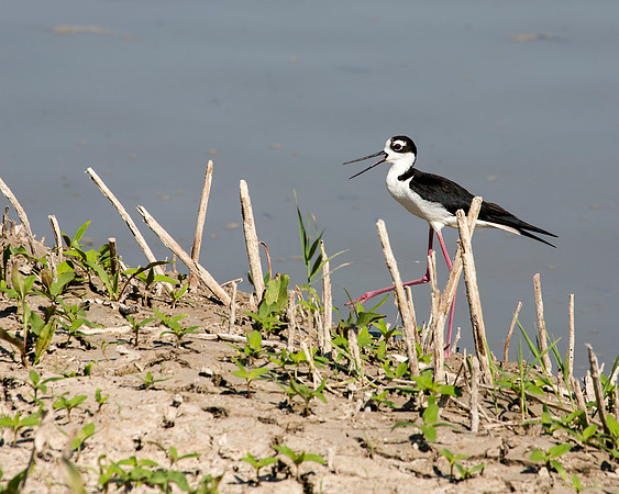 Black-necked Stilt