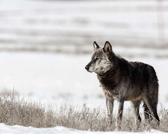 Wolf checking out the area
