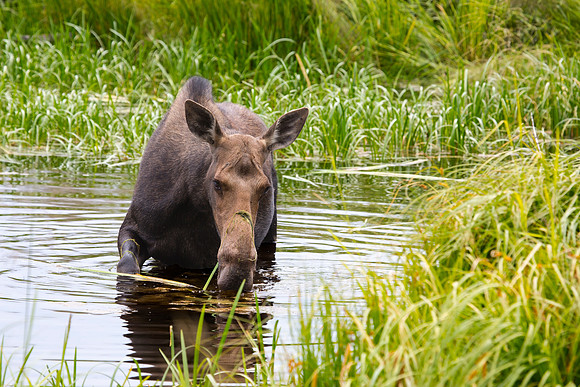 Moose cow eating while calf sleeps in the tall grass, not visible