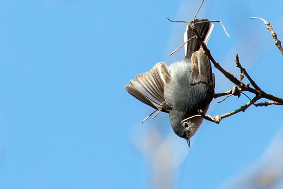 Blue-gray Gnatcatcher - Magee Marsh Wildlife Area