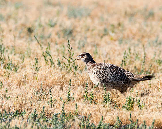 Ring-necked Pheasant female