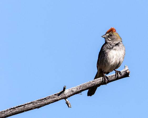 Green-tailed Towhee