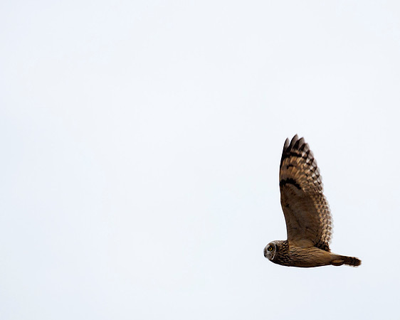 Short-eared Owl