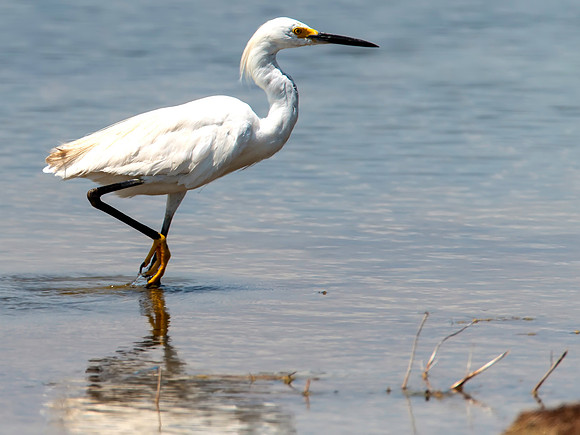 Snowy Egret - Quivira NWR, Kansas