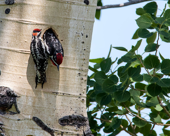 Red-napped Sapsucker pair - Lamar Valley