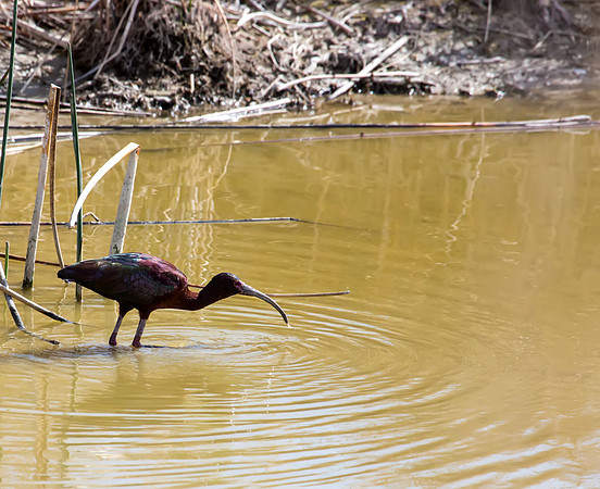 White-faced Ibis - Bear River Bird Migratory Refuge