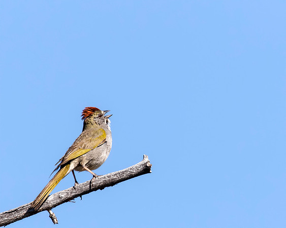 Green-tailed Towhee