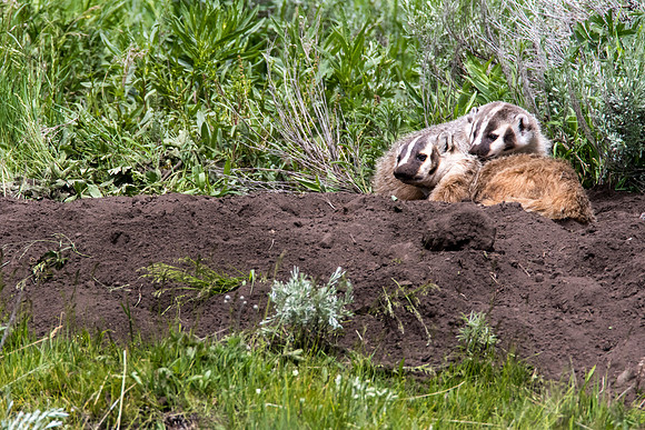 Badger in Lamar Valley YNP