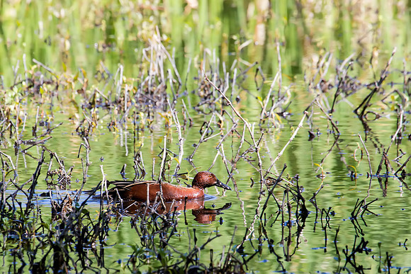Cinnamon Teal - Patagonia State Park, Aarizona