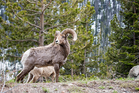Bighorn Sheep Ram watching the area
