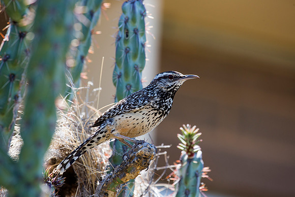 Cactus Wren