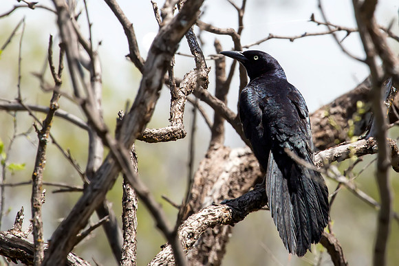 Great-tailed Grackle - Kirby Lake, Texas