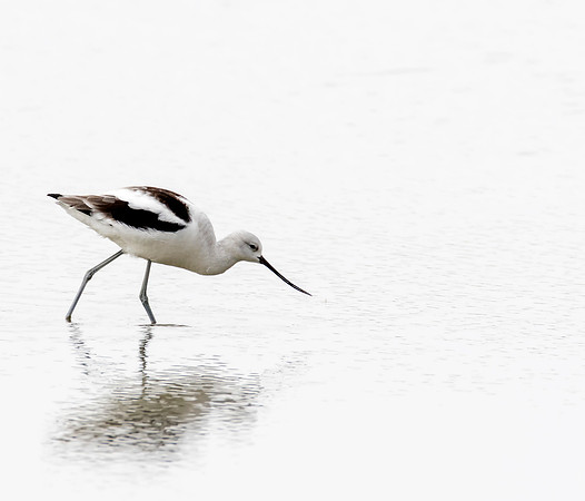 American Avocet - Bear River Bird Migratory Refuge