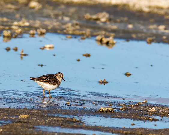 Least Sandpiper