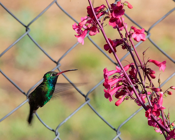 Broad-billed Hummingbird