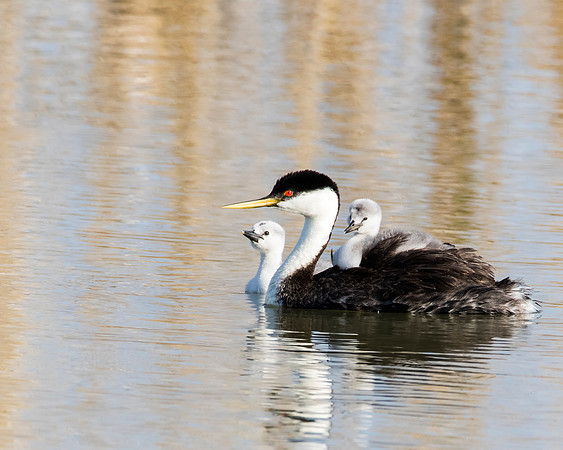 Western Grebe with 2 chicks