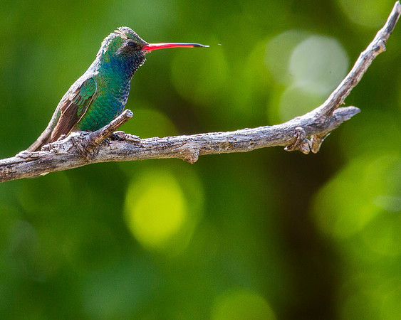 Broad-billed Hummingbird
