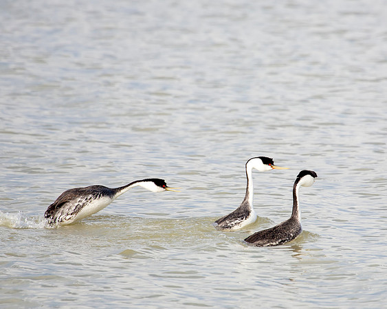 Western Grebe - Hey guys wait up for me! I want to play.