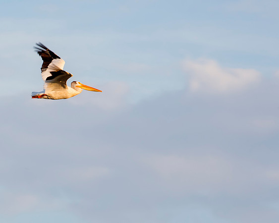 American White Pelican