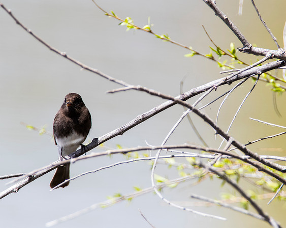 Black Phoebe