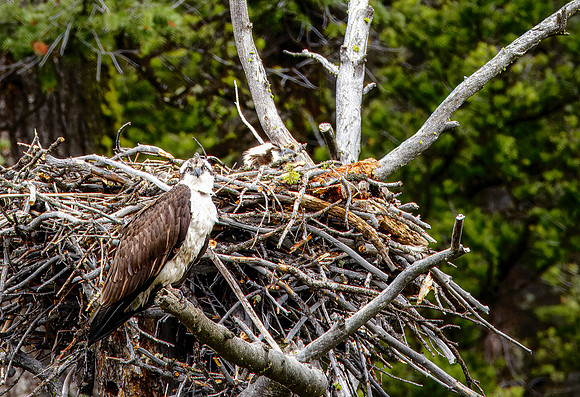 Osprey setting by nest with chicks - Yellowstone - 2016