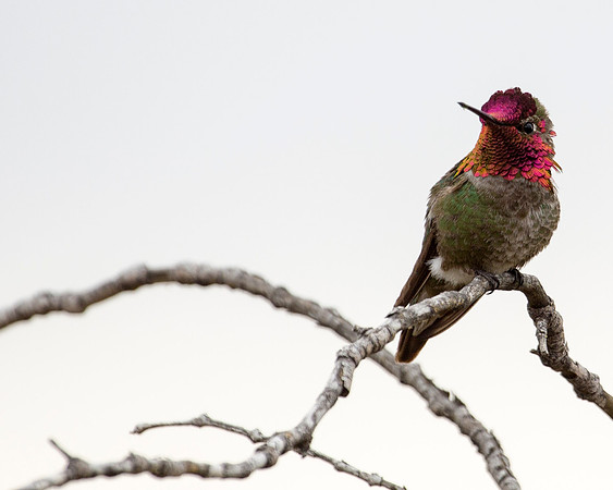 Costa's Hummingbird