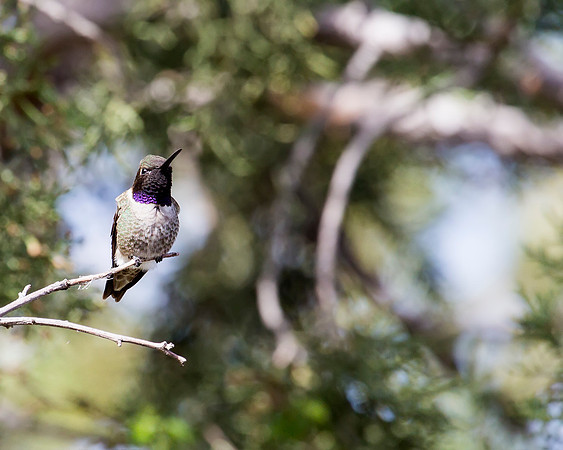 Black-chinned Hummingbird
