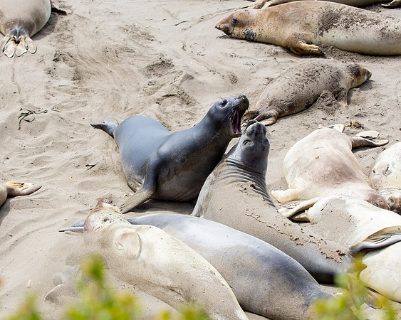 Elephant Seal at ocean edge along CA-1