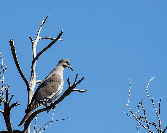 White-winged Dove surveying the area