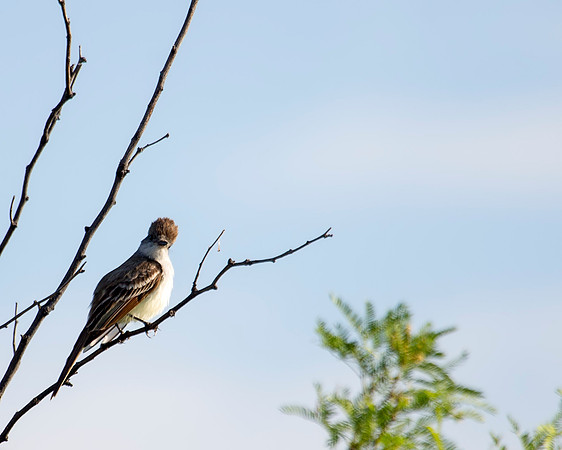 Ash-throated Flycatcher