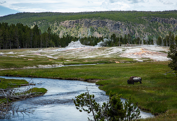Firehole River, Bison grazing and Castle Geyser - Yellowstone - 2019