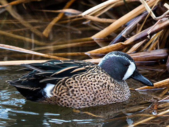 Blue-winged Teal - St. Louis Zoo