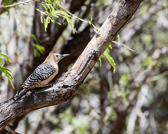 Gila Woodpecker