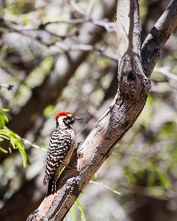 Nuttall's Woodpecker
