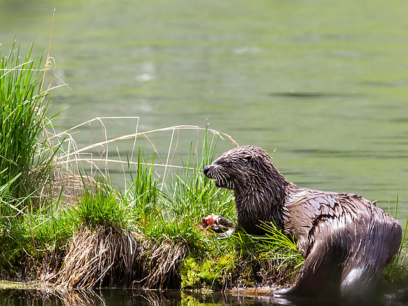 River Otter with fish lunch - Trout Lake - Yellowstone National Park