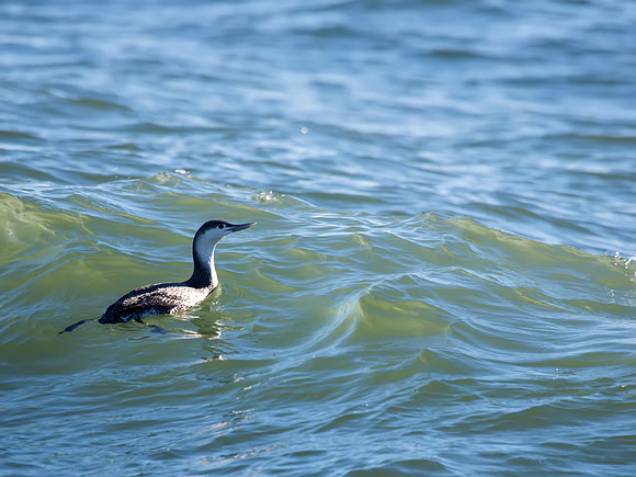 Red-throated Loon in non-mating plumage - Lighthouse State Park, NJ