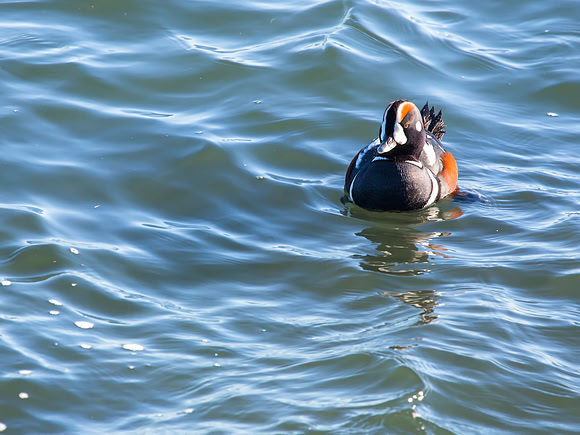Harlequin Duck - Lighthouse State Park, NJ