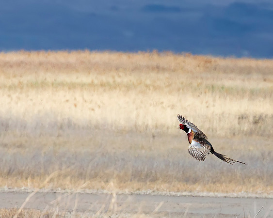 Ring-necked Pheasant male in flight