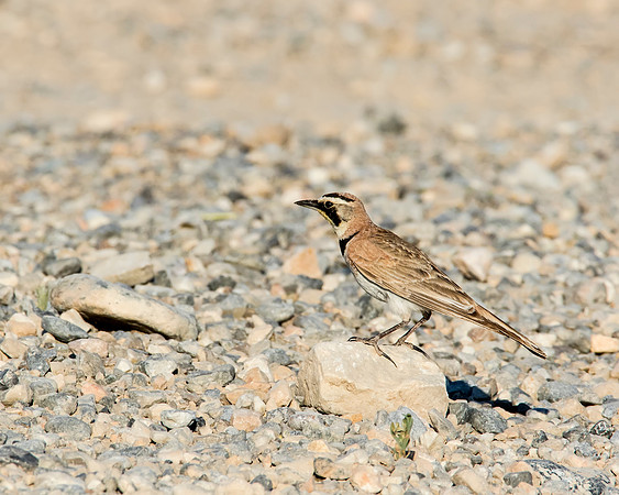 Horned Lark