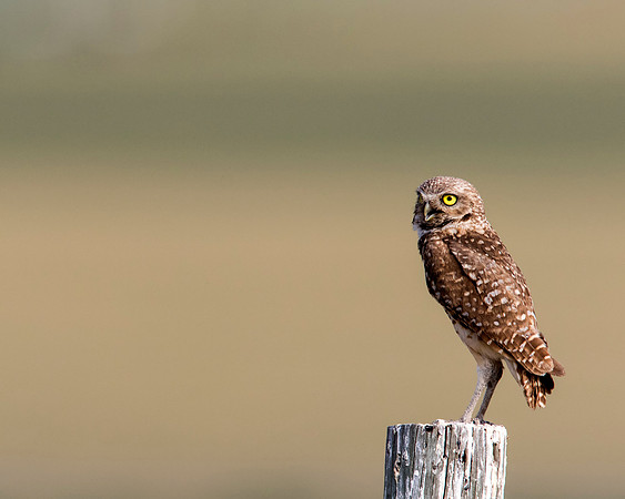 Burrowing Owl - Utah