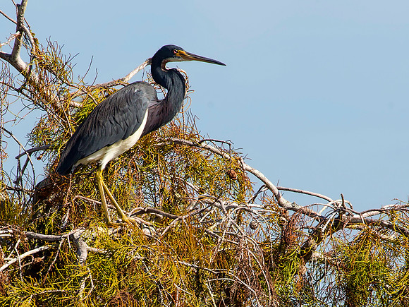 Tricolor Heron - Everglades National Park