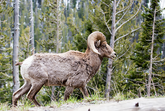 Bighorn Sheep ram - Yellowstone National Park