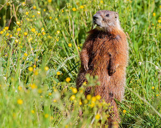 Yellow-bellied Marmot