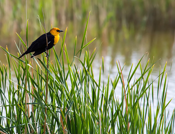 Yellow-headed Blackbird - Bear River Bird Migratory Refuge