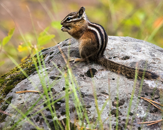 Least Chipmunk