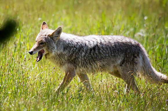 Coyote on the move - Pelican Creek area - Yellowstone National Park
